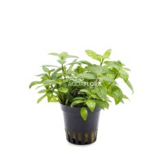 Hygrophila polysperma 'Sunset'