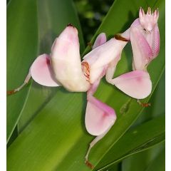 Hymenopus Coronatus - Mantide Orchidea