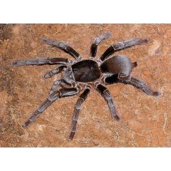 Hysterocrates gigas