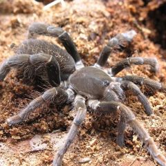 Hysterocrates hercules