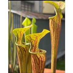 Sarracenia oreophila