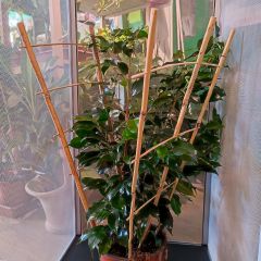 Sostegno in Bamboo per rettili arboricoli 38 x 60cm