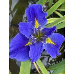 Iris louisiana 'Blue'