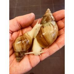 Achatina Fulica Jadatzi - Lumaca Gigante Albina