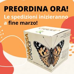 Vanessa Cardui - Kit Farfalle