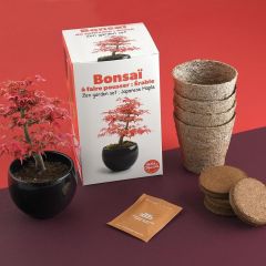 Kit Bonsai da Coltivare - Acero Rosso