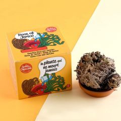 Kit di Coltivazione Rosa di Gerico