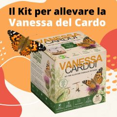 Vanessa Cardui - Butterfly kit