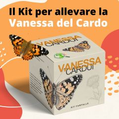 Vanessa Cardui - Kit Farfalle