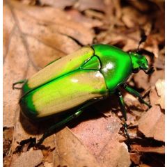 Larva di chlorocala africana subsuturalis