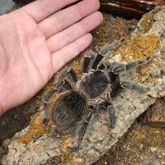 Lasiodora parahybana Taglia L