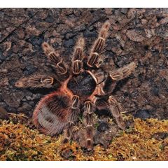 Lasiodora klugi