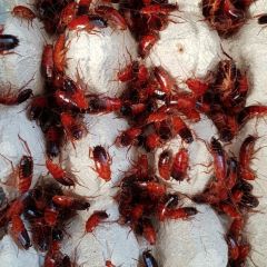 Blatte Lateralis - Formati da 1Kg
