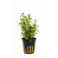 Limnophila Heterophylla