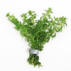 Limnophila sessiliflora in mazzetto