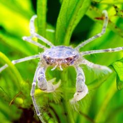 Limnopilos naiyanetri "Microspider" - 2 esemplari
