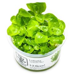 Tropica Lobelia cardinalis 'Mini' 1-2-Grow!