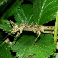 Sungaya Inexpectata "Lowland green"