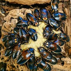 Lucihormetica verrucosa - 10 esemplari