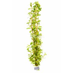 Ludwigia arcuata