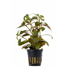 Ludwigia Glandulosa