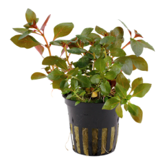 Tropica - Ludwigia repens 'Rubin'