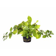 Ludwigia sp. 'Atlantis'