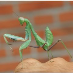 Hierodula membranacea - Mantide Gigante Asiatica