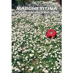 Margheritina Selvatica dei Prati