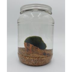 Marimo di 50 Anni su Fondale