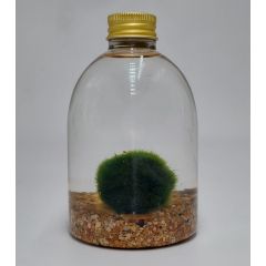 Marimo di 5 Anni su Fondale