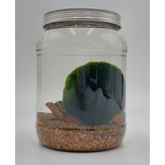 Marimo di 90 Anni su Fondale