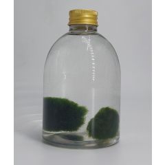 Coppia di Marimo di 5 Anni