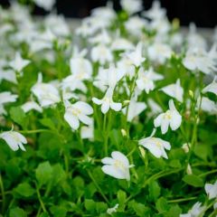 Mazus Reptans "Albus"