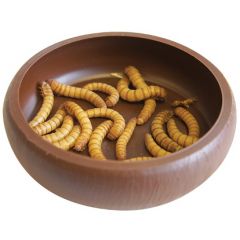 Komodo - Mealworm Dish