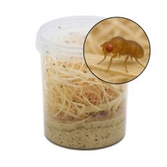 1/2 Litro Drosophila Melanogaster