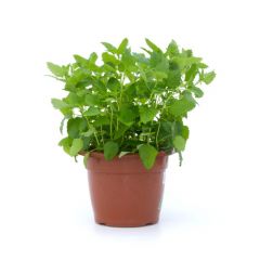 Pianta Di Melissa - Vaso Grande