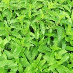 Pianta Di Menta Svizzera - Vaso Grande