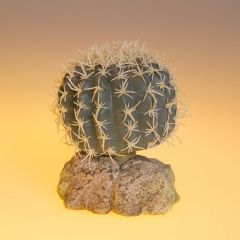Eurozoo Mexican Cactus