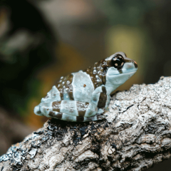 Trachycephalus resinifictrix - Milk frog