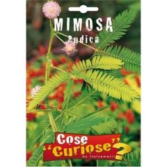 Semi Mimosa Pudica