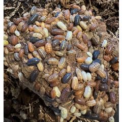 Isopodi Mix Desert: Mix di Isopodi per Terrari deserticoli