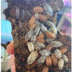 Isopodi Mix Tropical: Mix di Isopodi per Terrari tropicali