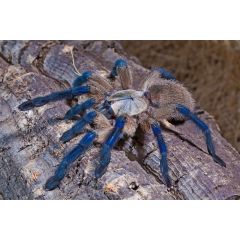 Monocentropus balfouri