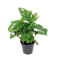 Monstera adansonii 15cm