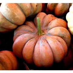 Semi Zucca Moscade De Provence