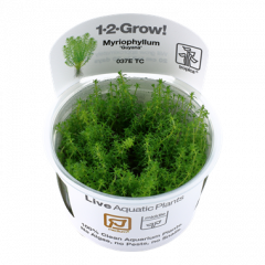 Tropica Myriophyllum 'Guyana' 1-2-Grow!