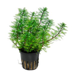 Tropica Myriophyllum mattogrossense