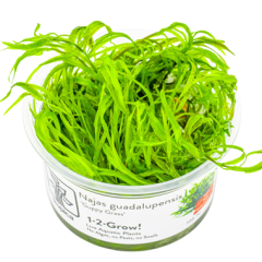 Najas guadalupensis 'Guppy Grass' in vitro - Tropica