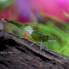 Neocaridina Davidi Rili Green - 3 esemplari